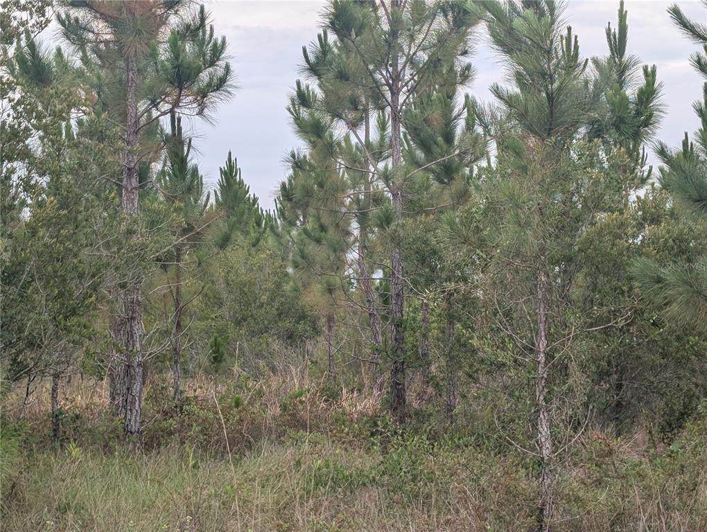 221 Tropicana Drive - Photo 1