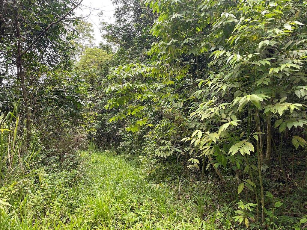 Carr 155 Km 26.9 Int Bo. Sabana - Photo 1