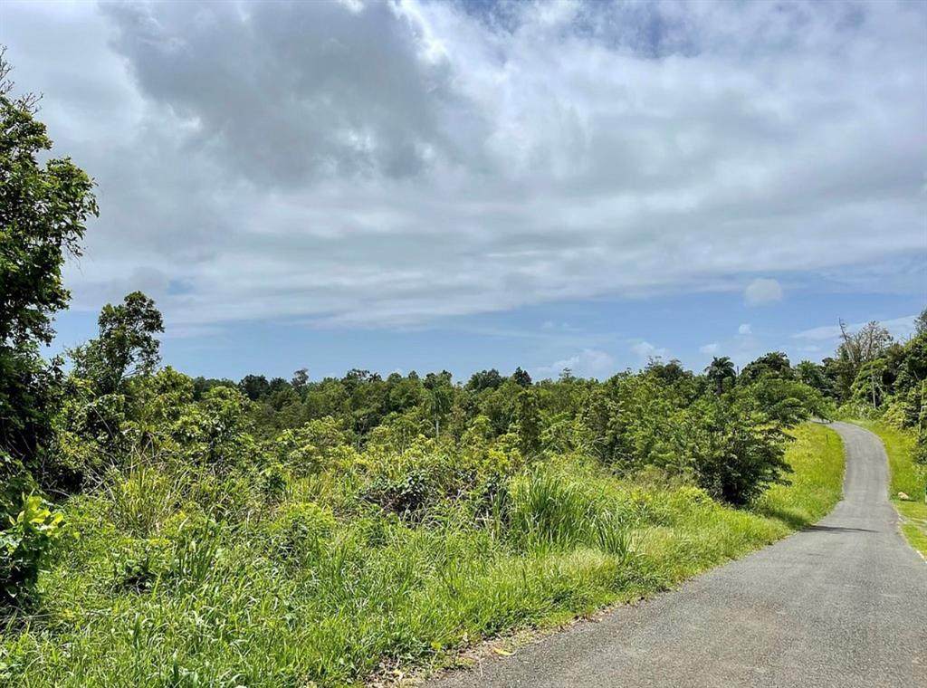 975 Ceiba , Bo Rio Abajo - Photo 1