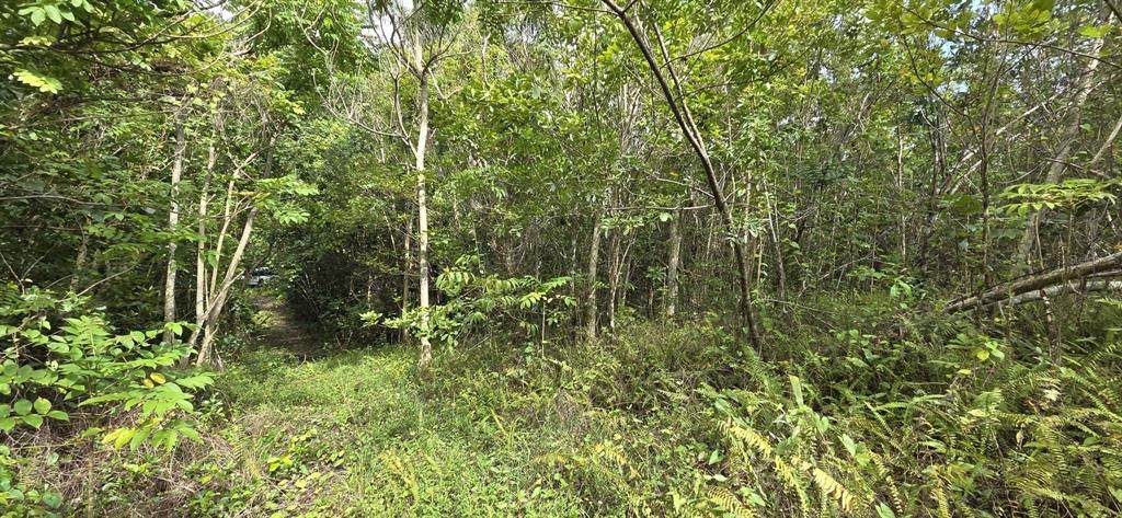  Carr 647 Bo. Candelaria Lote D - Photo 1