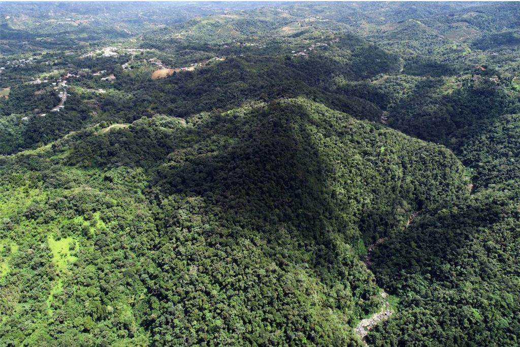 Carr.140 Bo Mameyes Abajo - Photo 1