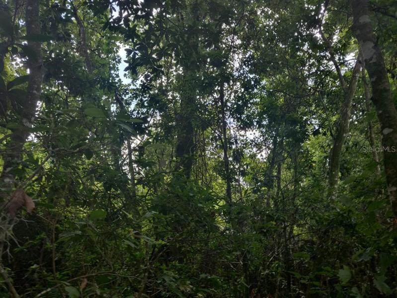 Sweetwater Trail - Photo 1
