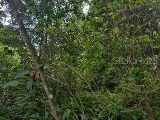 Sweetwater Trail - Photo 1