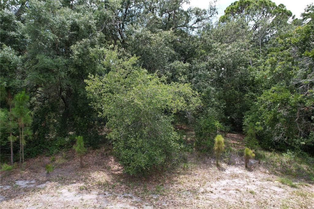 1008 Wildflower Street - Photo 1
