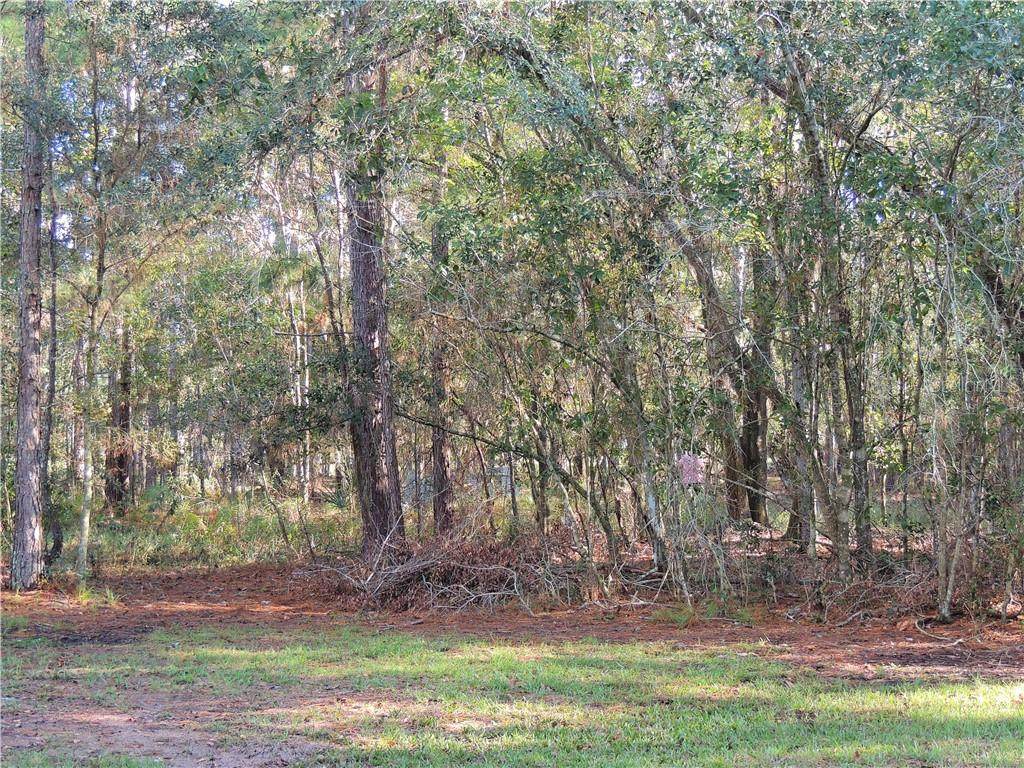 Lutz Lake Fern Road - Photo 1