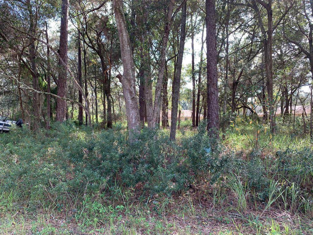 Cedar Trce - Photo 1