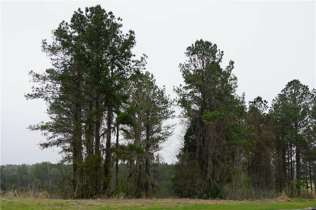 4881 Hickory Oak Drive - Photo 1