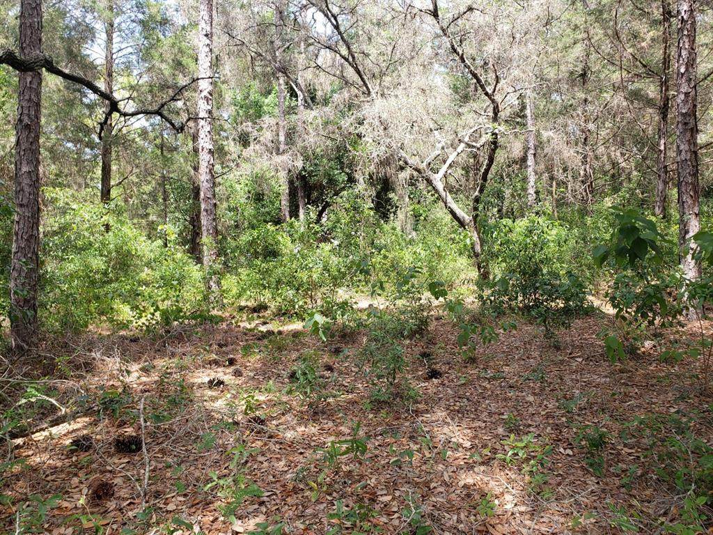 Foxfire Dr - Photo 1