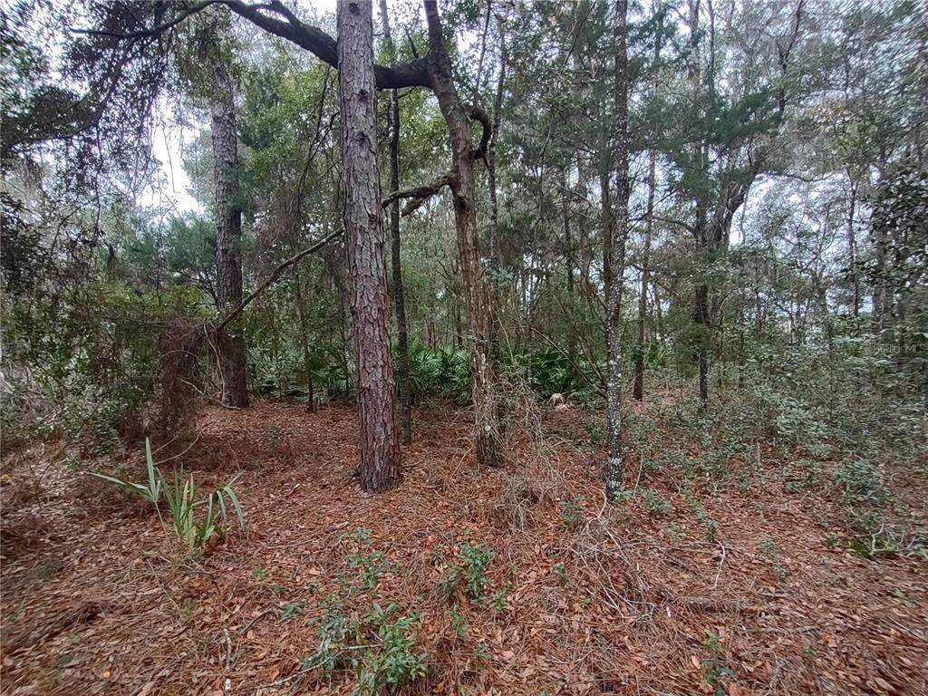 9785 Watermelon Lane - Photo 1