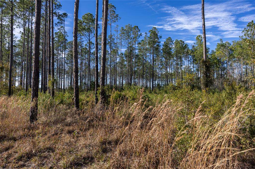 County Road 1469 - Photo 1