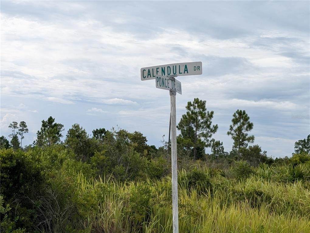 513 Calendula Drive - Photo 1