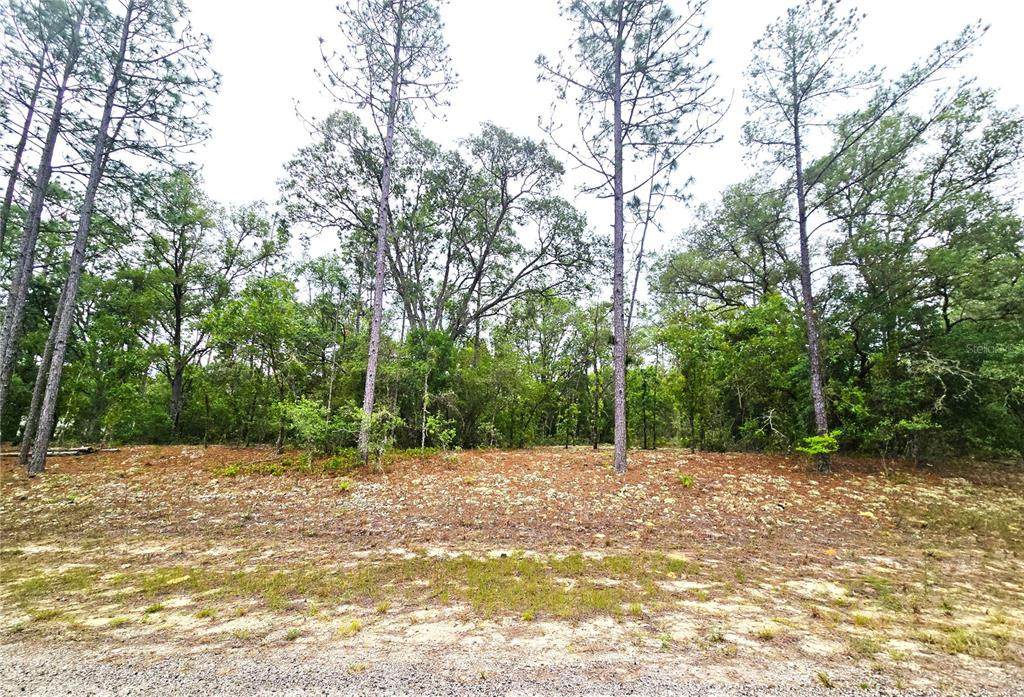 576 Nemo Drive - Photo 1