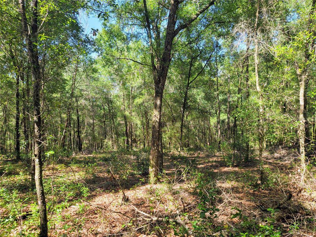 1625 Hidden Woods Way - Photo 1