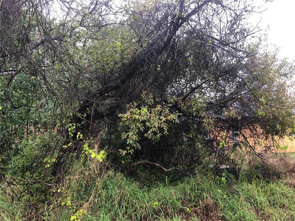 Zinnia Drive - Photo 1