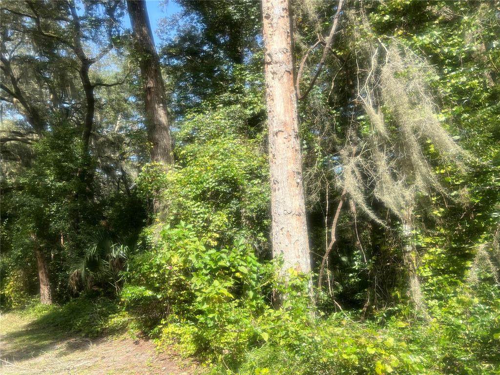 1215 Arredondo Grant Road - Photo 1