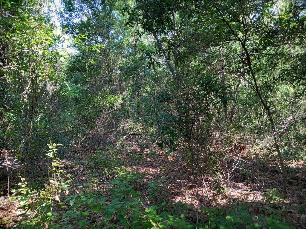 Cherry Lake Road - Photo 1