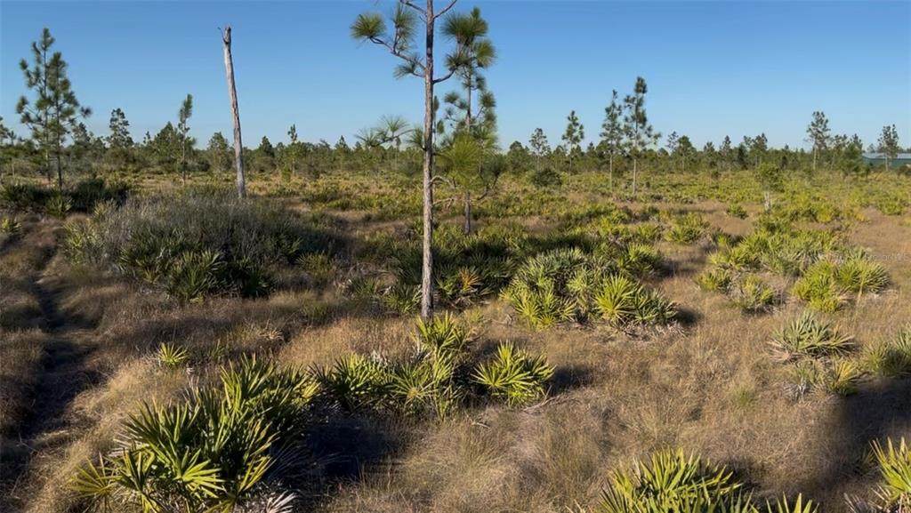  Holopaw Groves Road - Photo 1