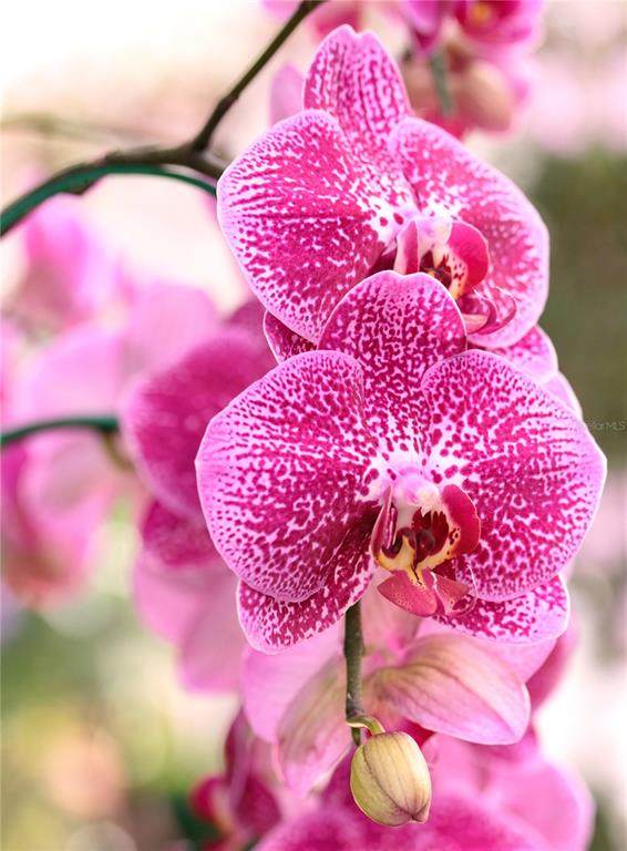 https://bt-photos.global.ssl.fastly.net/mfr/orig_boomver_1_O6412453-2.jpg