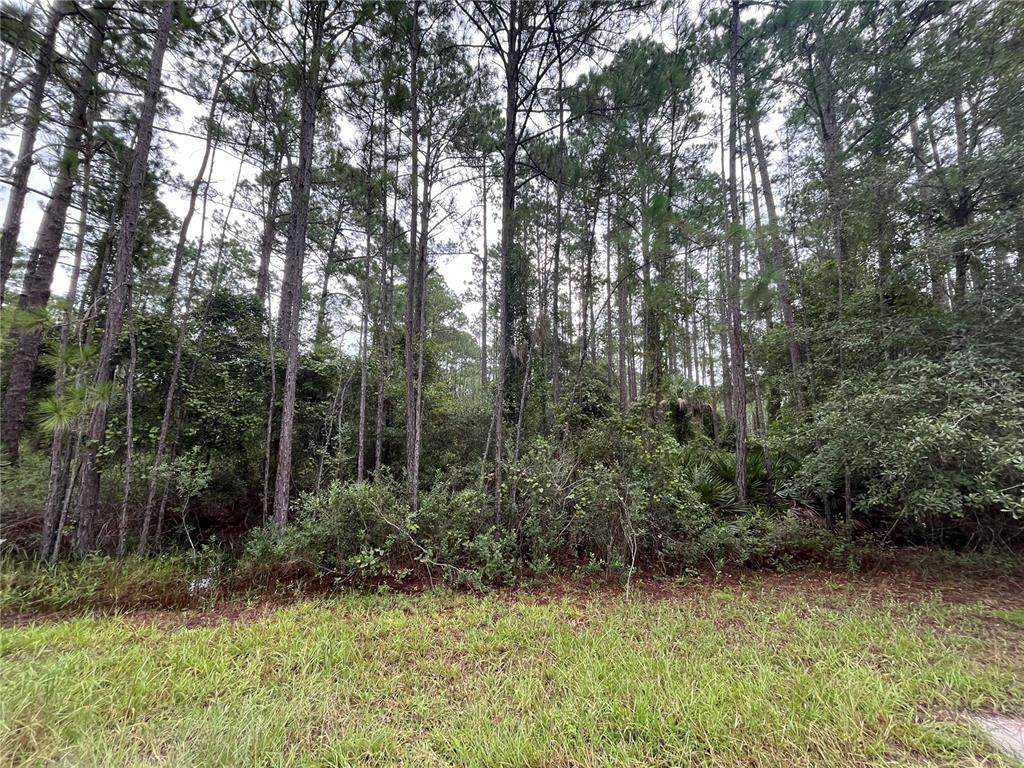 117 Mosswood Street - Photo 1