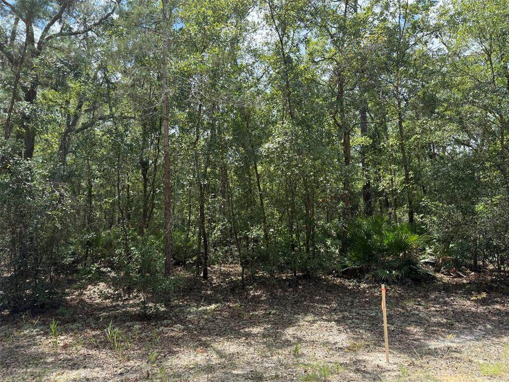 109 Pinellas Street - Photo 1