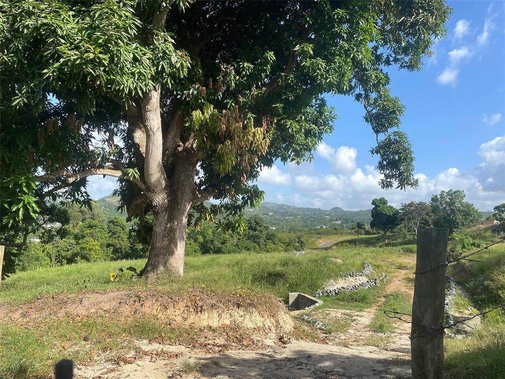 Cayaguas Ward - Photo 1