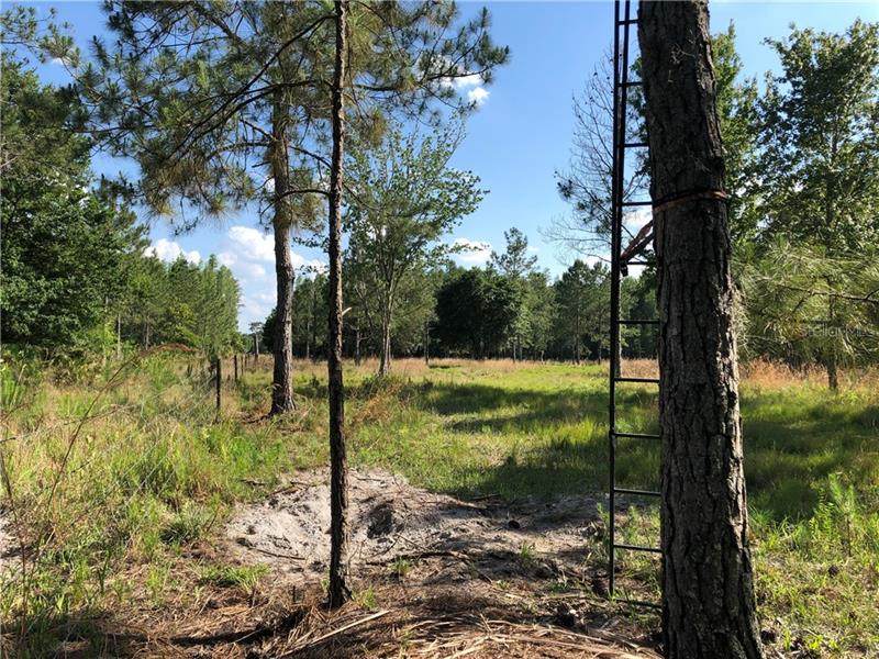 17301 Morris Bridge Road - Photo 1