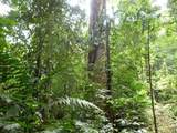  Rio Blanco Liverpool - Photo 1