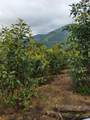  Armenia-Quindio - Photo 8