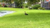 7688 Trapani Ln - Photo 42