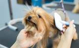  Pet Grooming - Photo 1