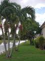 11128 Royal Palm Blvd - Photo 6
