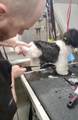  Mobile Pet Grooming - Photo 6