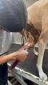  Mobile Pet Grooming - Photo 8