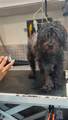  Mobile Pet Grooming - Photo 9