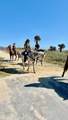 13 Apache - Photo 11
