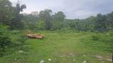 00 Rio Neuvo, St Mary Jamaica - Photo 1