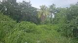 00 Rio Neuvo, St Mary Jamaica - Photo 10