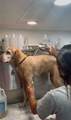  Mobile Pet Grooming - Photo 2