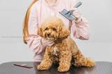  Pet Grooming - Photo 1