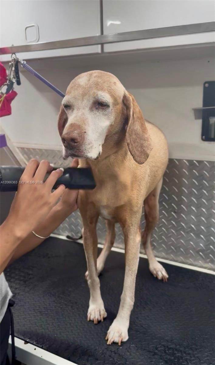  Mobile Pet Grooming - Photo 1