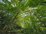 Lot #1 Bellinger Road - Photo 10