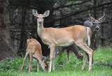 4084 Weasel Trail - Photo 38