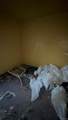 7786 Archdale Street - Photo 10