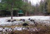 Parcels A & B Schuss Mountain Road - Photo 32