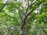  County Line Road - Photo 12