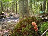 5333 Wintergreen Trail - Photo 29