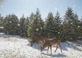 10.15 Spruce Hollow Trace - Photo 12