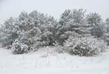 10.15 Spruce Hollow Trace - Photo 13