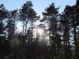 10.15 Spruce Hollow Trace - Photo 3