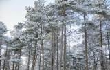 10.15 Spruce Hollow Trace - Photo 6